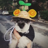 Pet Cat, собачья одежда для собак соломенная шляпа Шак Фермер Шляпа не попадает в рубашку, подсолнечный бамбук Dragonfly смешная шляпа