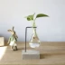 Sáng tạo treo bình thủy tinh cây thủy canh nhỏ phòng tươi trang trí phòng khách cắm hoa bàn xanh thanh container - Trang trí nội thất thiết kế spa mini tại nhà Trang trí nội thất