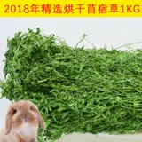 2021 Фиолетовая трава трава трава трава кролика