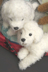 Nhật Bản Forfar Mô phỏng Teddy Dog Pet Dog Doll Puppy Plush Toy Doll Sinh nhật Quà tặng - Đồ chơi mềm mua gấu bông Đồ chơi mềm