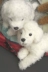 Nhật Bản Forfar Mô phỏng Teddy Dog Pet Dog Doll Puppy Plush Toy Doll Sinh nhật Quà tặng - Đồ chơi mềm