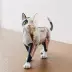 4D Thạc Sĩ Black and White Cat Giải Phẫu Tĩnh Mô Hình Toy 4d tầm nhìn Động Vật Trong Suốt Skeleton Adult Triều Chơi