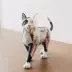 4D Thạc Sĩ Black and White Cat Giải Phẫu Tĩnh Mô Hình Toy 4d tầm nhìn Động Vật Trong Suốt Skeleton Adult Triều Chơi Chế độ tĩnh