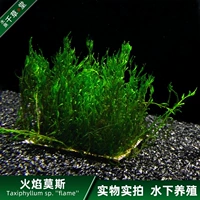 Qiancaotang Aquarium Бесплатная доставка мосмицин искренняя вода трава живая тело рыбная аквариума Танка ленивый искусственный пейзаж мх