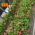 Thảm cỏ mới với hoa mô phỏng nền cây xanh treo tường mã hóa cao ban công trang trí nội thất cỏ nhân tạo - Hoa nhân tạo / Cây / Trái cây Hoa nhân tạo / Cây / Trái cây