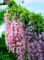 (Принесение цветочных бутонов) Тянгонг Дендробиум водопад стены розовые цветочные орхидеи орхидеи кандидаты съедобный кризис