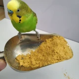 A21Kt0 Parrot Whirlwind Маленькие и мелкие федералы монаха монаха молока, чтобы обогнать лилию солнце.