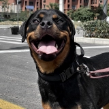 [Dobinste] Тот же собачья тактическая одежда для собак.