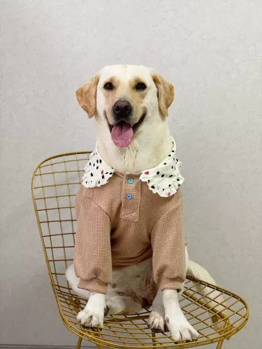 ПЭТ Осень и Зимняя одежда Dot -Collar Collagen Covert Coating крупная собака Лабрадор Золотая шерсть защита от воздуха кондиционер