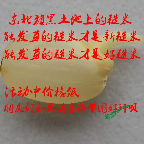 Северо -восточный баннер Jilin Brown Rice 500 г высококачественных рисовых фермеров Japonica Farmers и грубых зерен прорастает новый рис полная бесплатная доставка