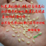 Северо -восточный баннер Jilin Brown Rice 500 г высококачественных рисовых фермеров Japonica Farmers и грубых зерен прорастает новый рис полная бесплатная доставка