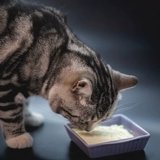 Одноклассник Dabao Австралия Petsbuddy Cat Sheek Milk Богатый таурином и многими питанием