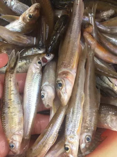 Heyuan Xiaoshi Fish Sardies