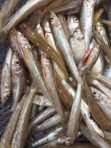 Heyuan Xiaoshi Fish Sardies