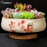 Сочный растение цветочный горшок, сочная керамическая грубая керамика