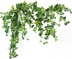Mô phỏng hoa hồng lá cây mây điều hòa không khí trang trí ống giả hoa nho cây nho nhựa cây xanh lá cây xanh lá cây - Hoa nhân tạo / Cây / Trái cây hoa lan hồ điệp giả Hoa nhân tạo / Cây / Trái cây