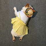 FA Dou Mall Strail Hat Hat Pet Dog Hats