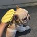 Pháp Bulldog Nhật Bản Comb Hair Bath Massage Brush Keji Pet Dog Comb Shorthair Cat Dog Chải lông - Cat / Dog Beauty & Cleaning Supplies lược chải bông lông chó	 Cat / Dog Beauty & Cleaning Supplies