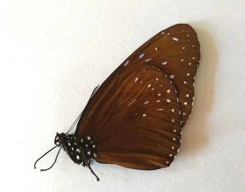 A-Wings-немного маленькие недостатки, инопланетные фиолетовые пятна, образец бабочки-бабочки.