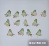 Спецификации моли мотыльки с морским зеленым глин