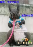 Синий Ding Dang Cat