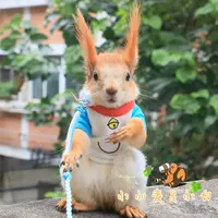 Джингл Кот