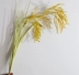 Gạo mô phỏng, gạo, lúa mì giả, kê, gạo nhựa, tai gạo, trang trí trong nhà, mô hình hoa lụa trang trí, gạo vàng - Hoa nhân tạo / Cây / Trái cây