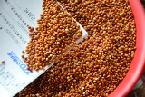 Красный гадо попугай птицы корм для корм