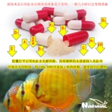 Narwhal Na Leyu использует 50 витаминов для улучшения декоративного иммунитета рыбы для предотвращения дефицита витамина