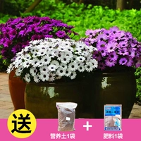 30 капсул в Wanshouju в Южной Африке+Tu Fei