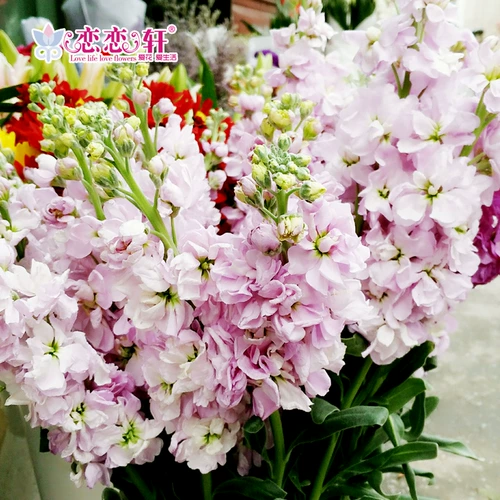 Lianlianxuan Purple Lan Seeds Searnsing Flowers and Seeds Four Seasons Цветения цвету