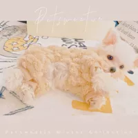 Холодный Двойной Двойной бархатный бархатный бархатный