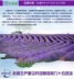Tháng sáu Tian Tân Cương Lavender tinh khiết sương kiểm soát dầu hương liệu để làm cho bộ phim nước để làm cho vết mụn có chứa tinh dầu 500 ml nổ Tinh dầu điều trị