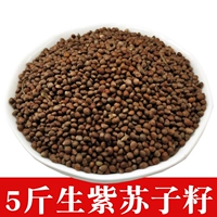 5 Catty Northeast Green Leaf Purple Supvi Suppi Curosi Семена фиолетовых пурпурных семян могут быть посажены с маслом и маслом высокой Perilla 2500G