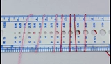 8#Lace Line/Line Line/Line Line-Fuld Line-Pur Pur