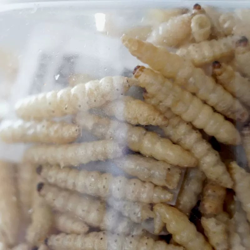 虹蜡 Corn honeygline dry bales large wax larvae high protein live body climbing pet poultry nutrition feed delicious