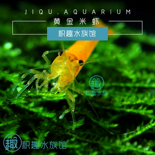 Золотая рисовая креветка Золотая спина велосипед