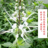 Yunnan Xishuang версия Naatus fragrant 500g Бесплатная доставка свежее кошачье борода Cao Coledy Tea