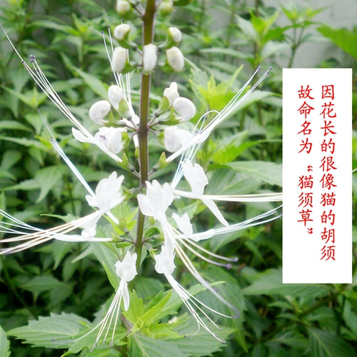 Yunnan Xishuang версия Naatus fragrant 500g Бесплатная доставка свежее кошачье борода Cao Coledy Tea