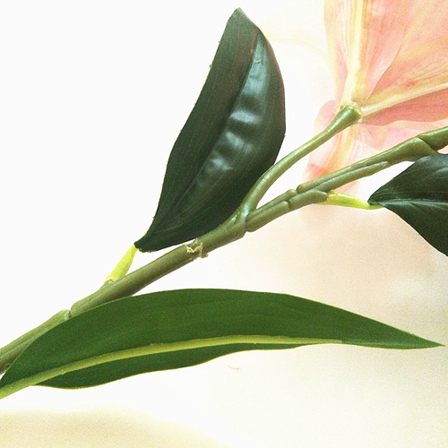 Симуляция лилия увлажнение