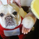 Японская расчесывающаяся волоса массаж ванна щетка французская борьба с собаками корги для любимой собаки, короткая кошка и собака, чтобы удалить кисть для волос