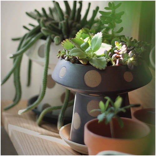 Wooken Original Dot Ceramic Flowerpot с двойным использованием высокого качества ожога матовая глазурь Керамическая горшка свиная полифоническая творческая творческая инса