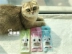 Peg Wood Scorpio Stick Pet Cat Snacks Molar Stick Cleansing Pink 5 Blue 3 Green 2 Phân bón nước sốt