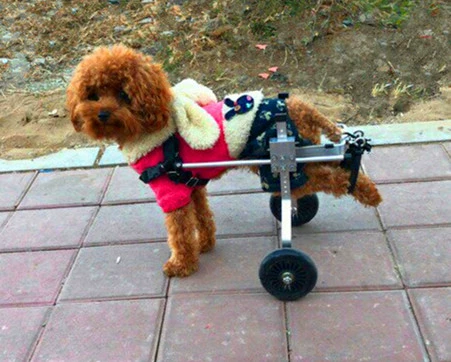 Собаки от инвалидных колясок на животных инвалидных инвалидных инвалидных колясок инвалидные коляски