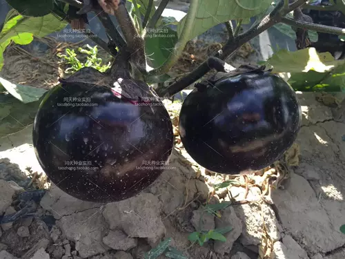 Вы можете оставить органическую фиолетовую кору баклажан