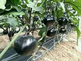 Вы можете оставить органическую фиолетовую кору баклажан