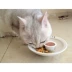 Mèo Đồ Ăn Nhẹ Catnip Lông Bằng Trái Cây Salmon Fish Cookies Mèo Đồ Ăn Nhẹ Hương Vị Gà Mèo Cookies 100 gam thức ăn cho chó mèo Đồ ăn nhẹ cho mèo