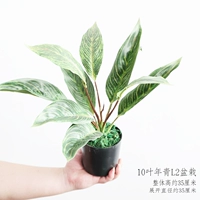 10 листьев молодые растения в горшках L2