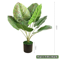 Ширчи тибетские 8 -хеда