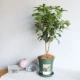 Four Seasons Cinnamon Bidth 1 Gallon Pot Model